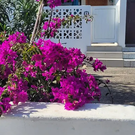 Los Arbustos-3